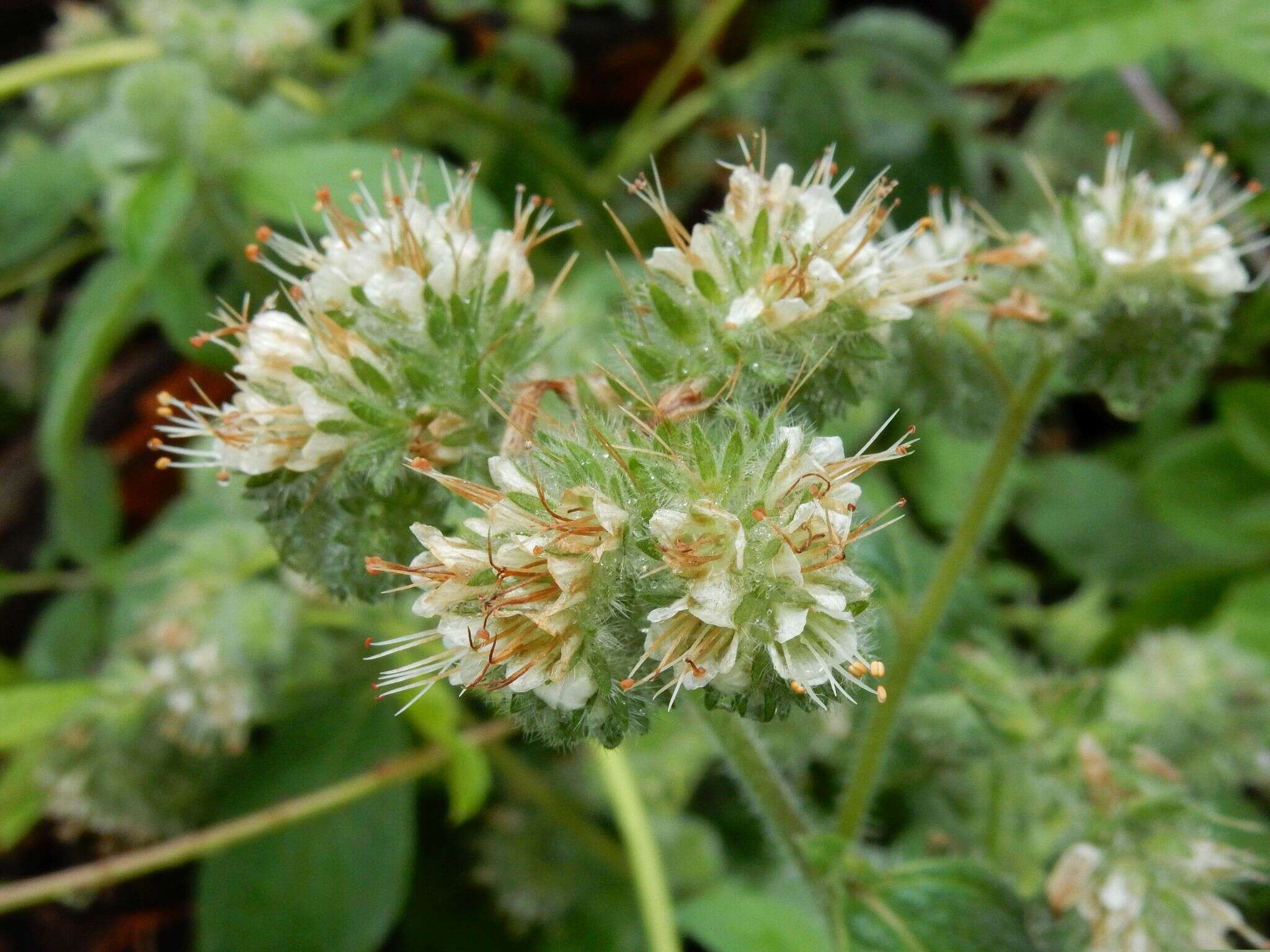 Image of Oregon phacelia