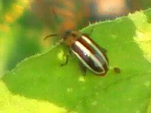 Image of Pigweed Flea Beetle