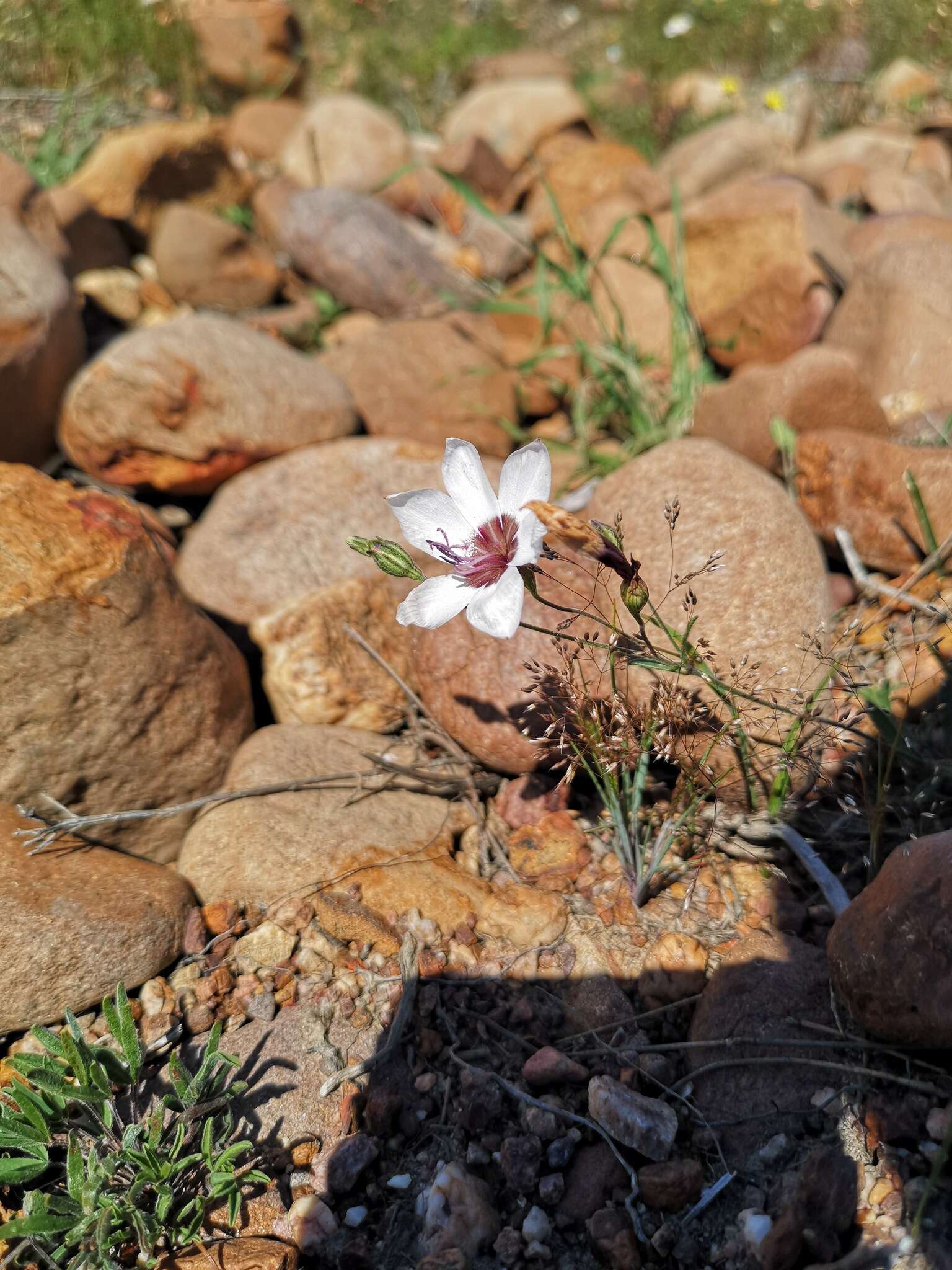 Image of Geissorhiza tulbaghensis F. Bolus