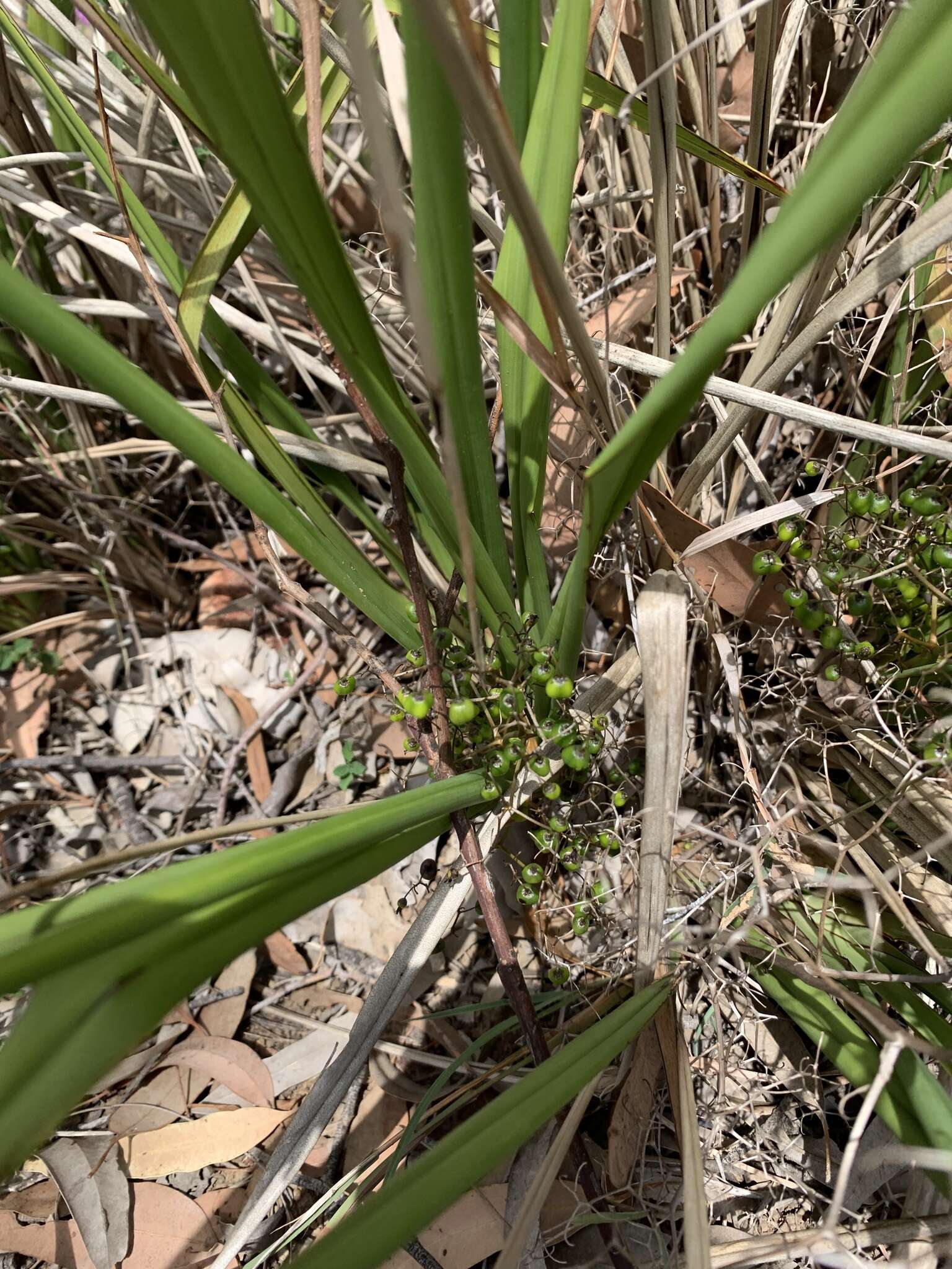 Image de Dianella brevipedunculata R. J. F. Hend.