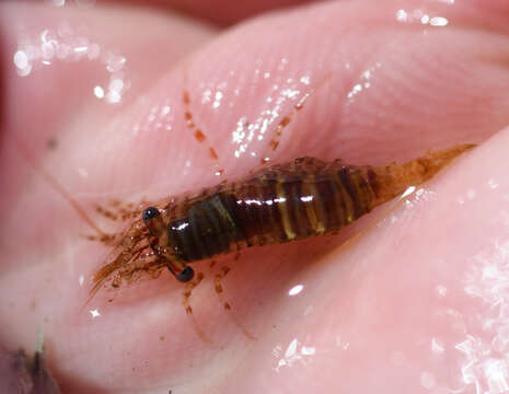 Image of Puget Sound coastal shrimp