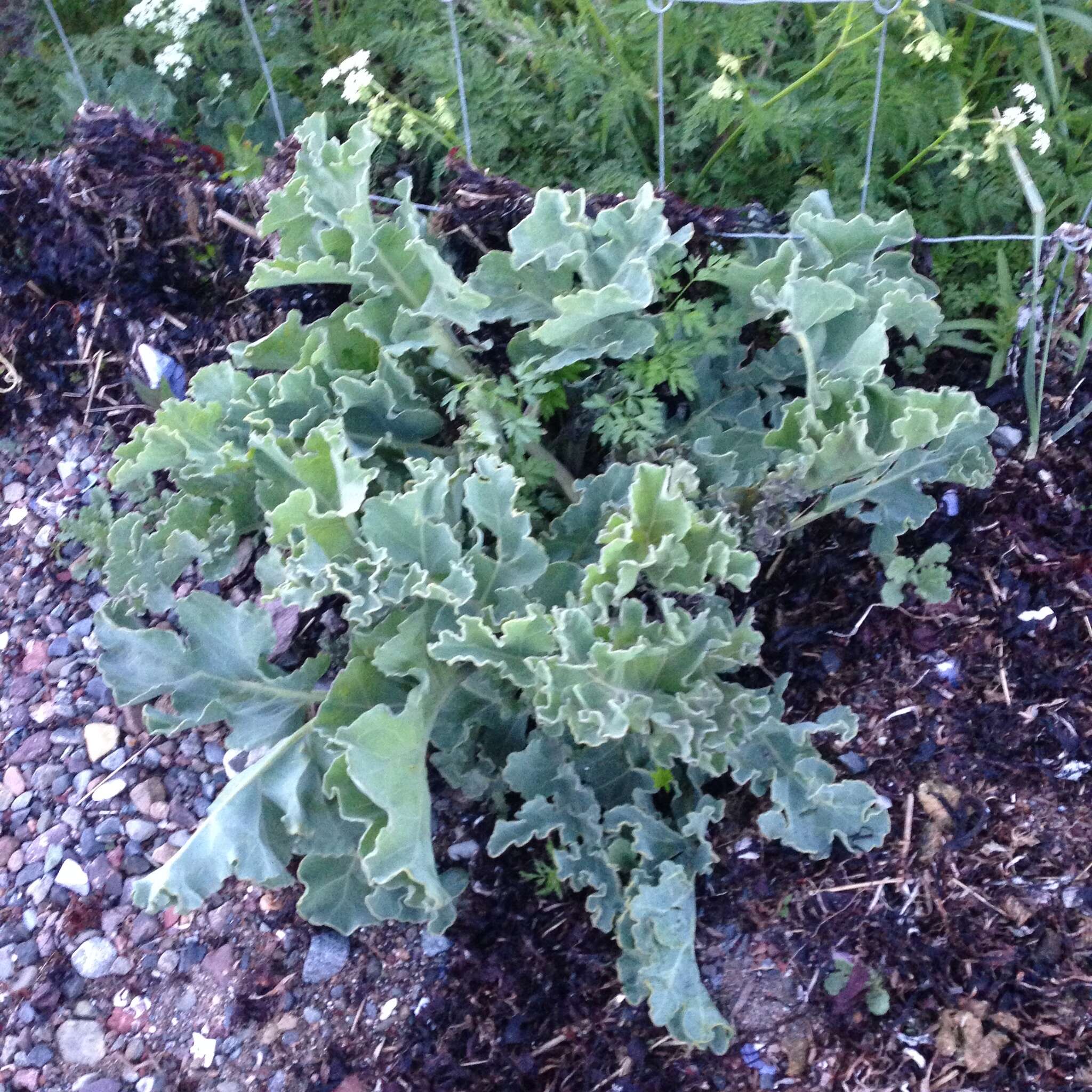 Image of sea kale