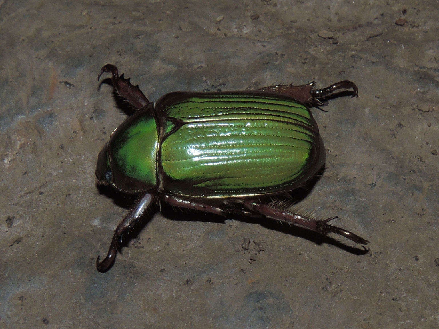 Imagem de Chrysina lecontei (Horn 1882)