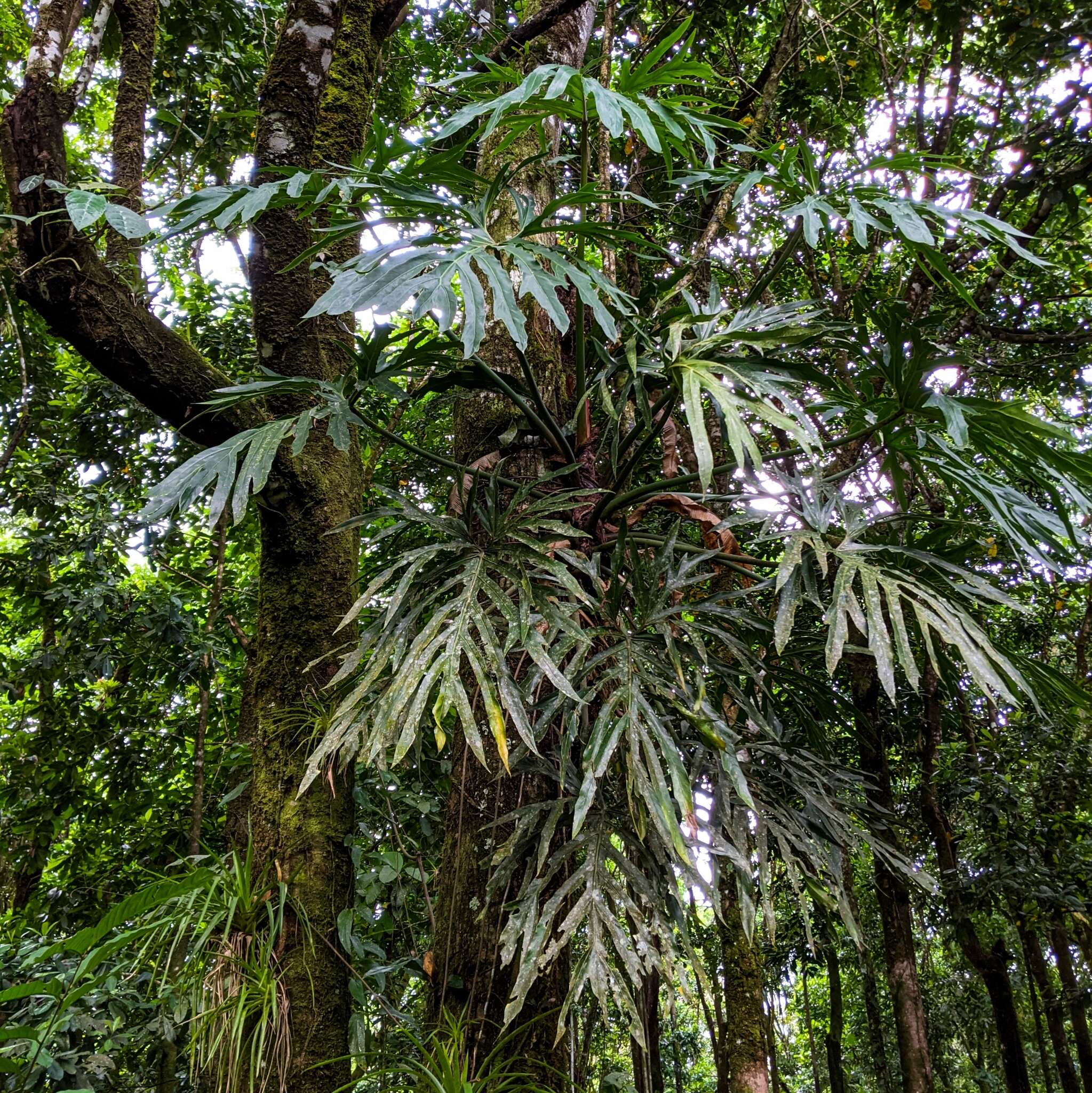 Image of Philodendron radiatum var. radiatum