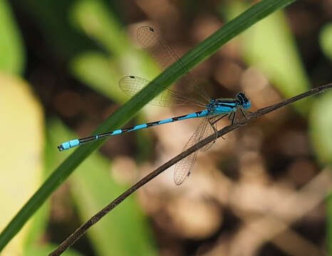 Image of Big Bluet