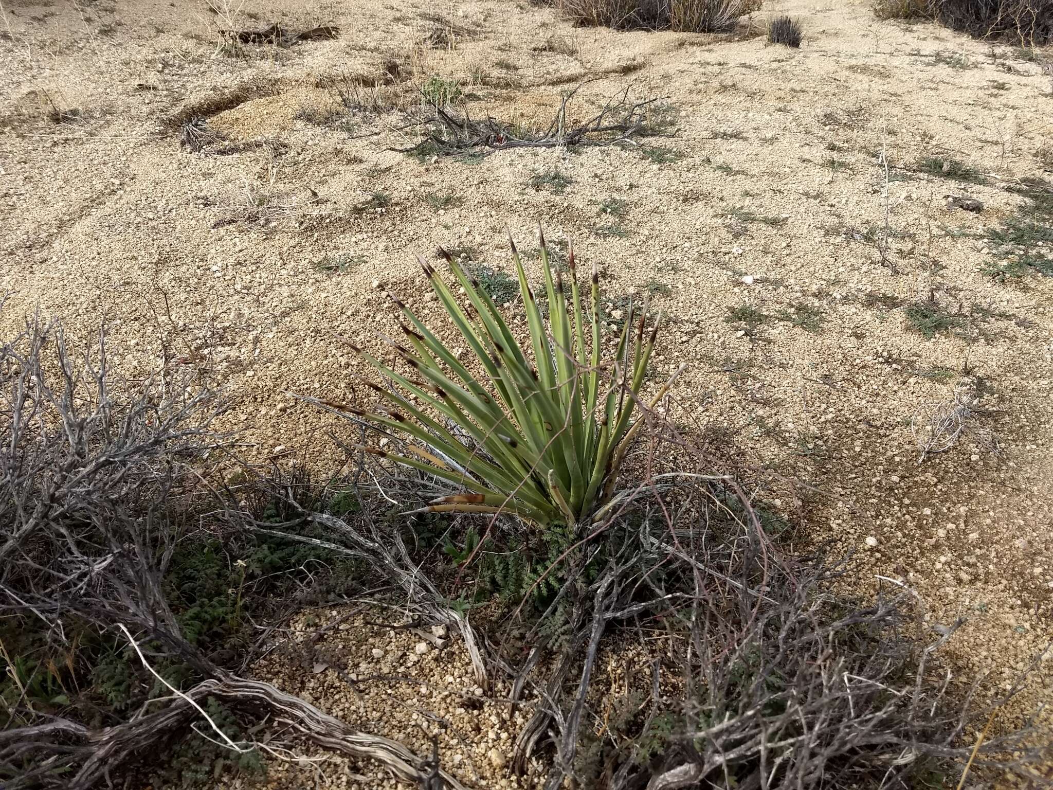 Слика од Yucca brevifolia var. brevifolia