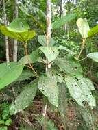 Image of Miconia formosa Cogn.