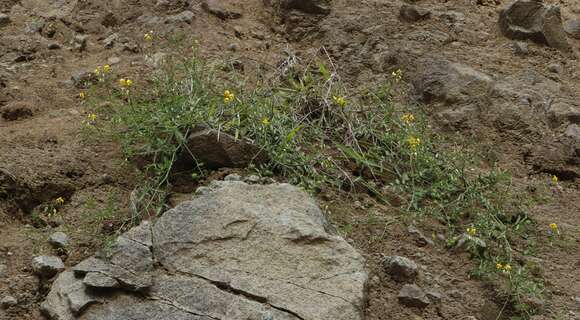 Plancia ëd Solanum arcanum Peralta