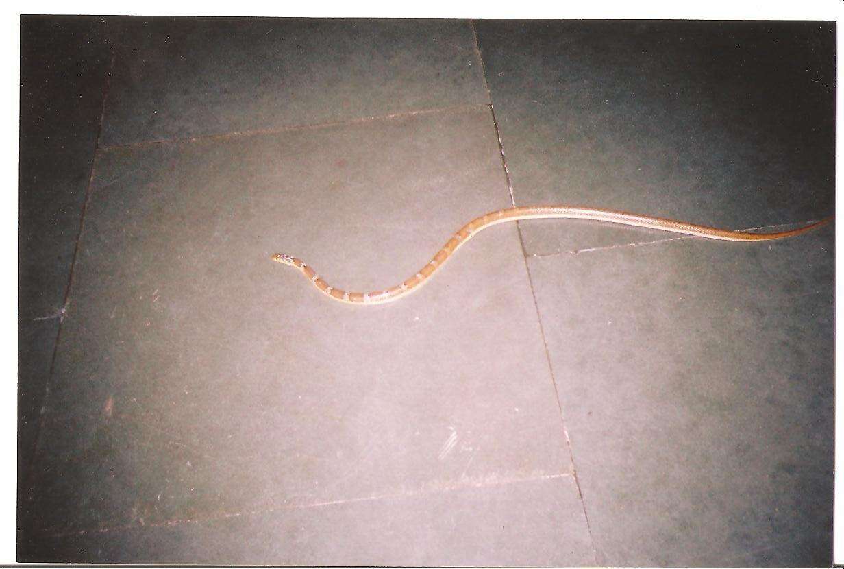 Image of Platyceps josephi