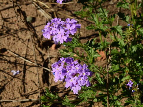 Image of Glandularia mendocina (Phil.) Covas & Schnack