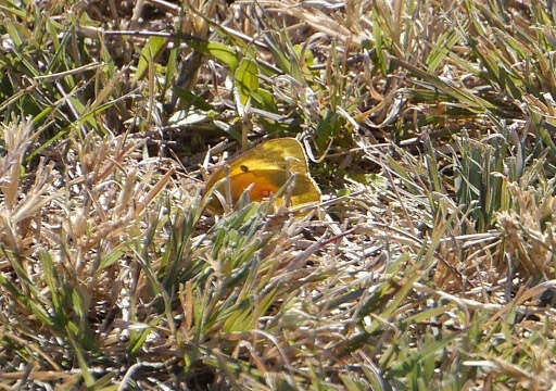 Image of Orange Sulphur