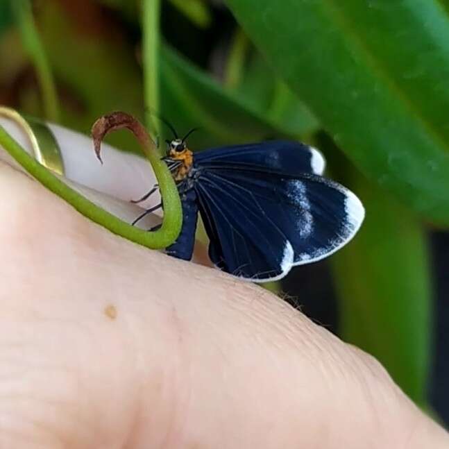 Plancia ëd Calodesma quadrimaculata Hering 1925