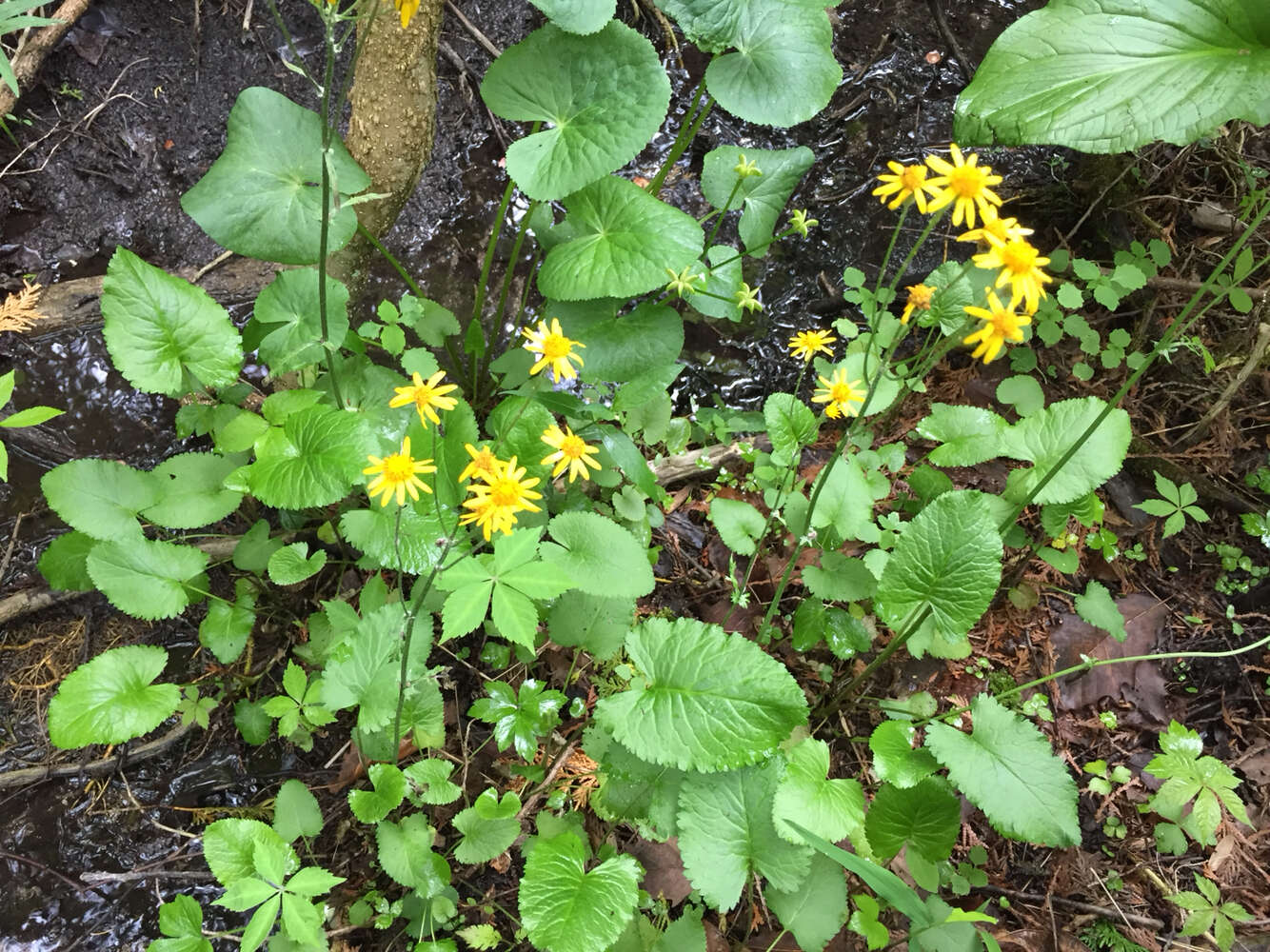 Image of golden ragwort