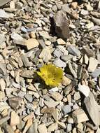 Image de Ranunculus scrithalis P. J. Garnock-Jones