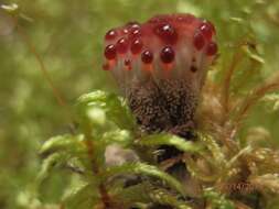 Image of Hydnellum peckii Banker 1912