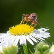 Image of Nomada articulata Smith 1854