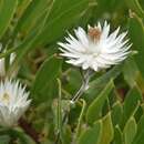 Plancia ëd Xerochrysum papillosum (Labill.) R. J. Bayer