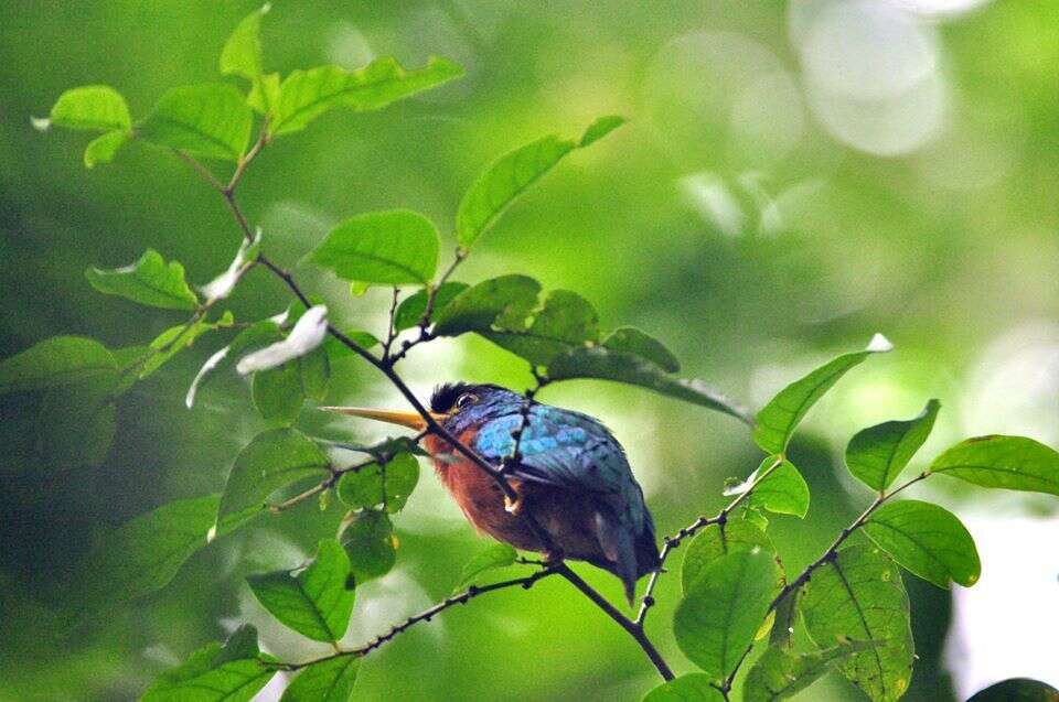 Image of Yellow-billed Jacamar