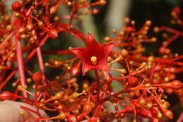 Image of flame bottletree