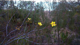 Imagem de Cochlospermum gillivraei Benth.