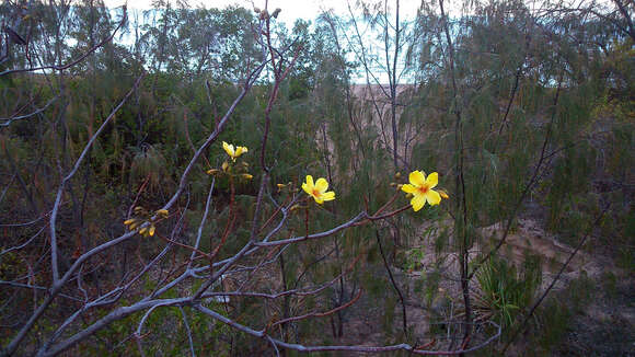 Imagem de Cochlospermum gillivraei Benth.