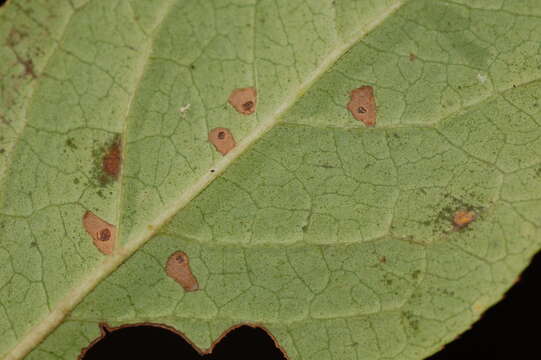 Image of Coleophora vacciniivorella McDunnough 1955