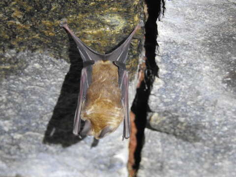 Image of Hipposideros speoris (Schneider ex Schreber 1800)