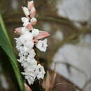 Image of Pholidota clemensii Ames