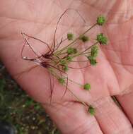 Image of bottlebrush bulrush