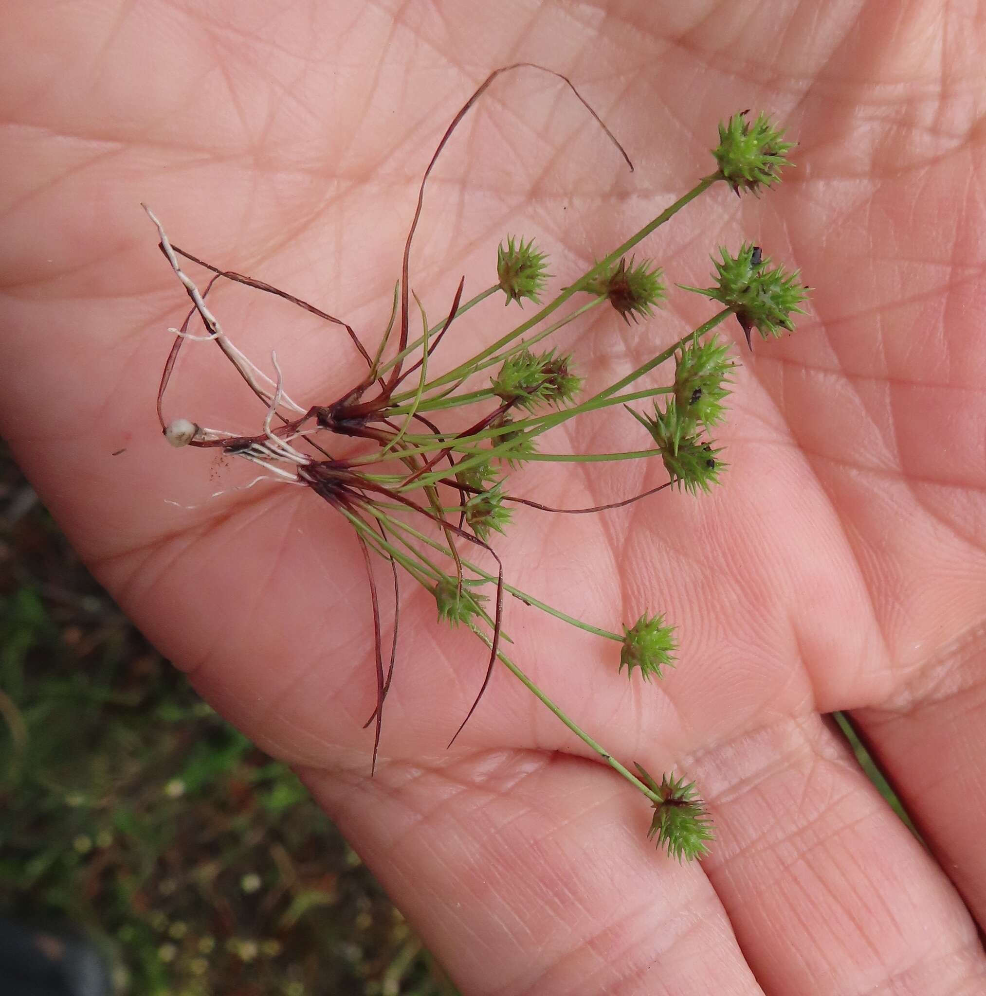 Image of bottlebrush bulrush