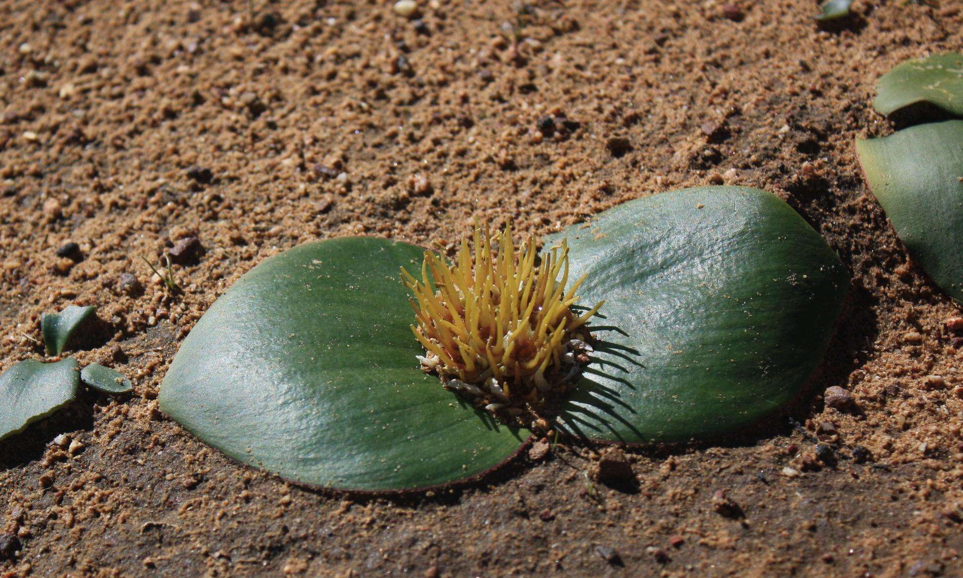 Image of Common Hedgehog Lily