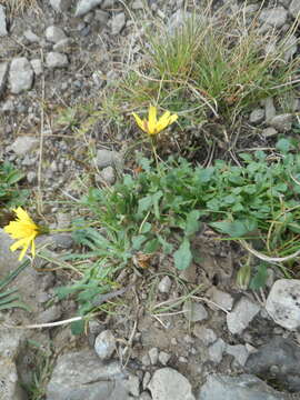 Image of Hypochaeris robertia (Sch. Bip.) Fiori