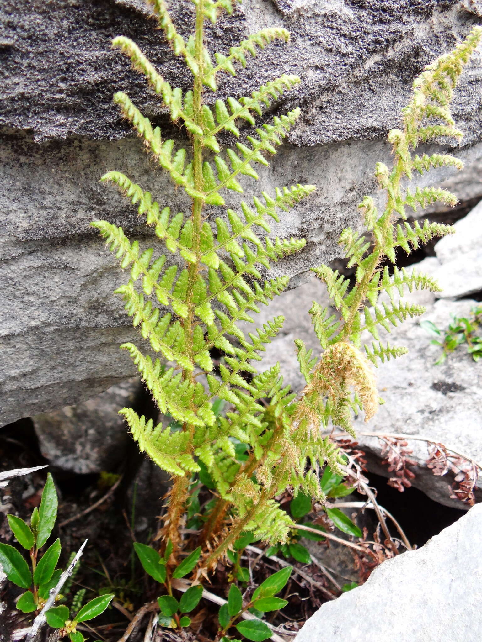 Image of Dryopteris komarovii Kossinsky