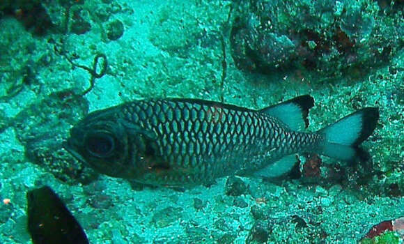 Image of Blackfin Soldierfish