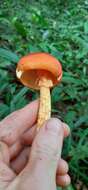 Image of Amanita hemibapha (Berk. & Broome) Sacc. 1887