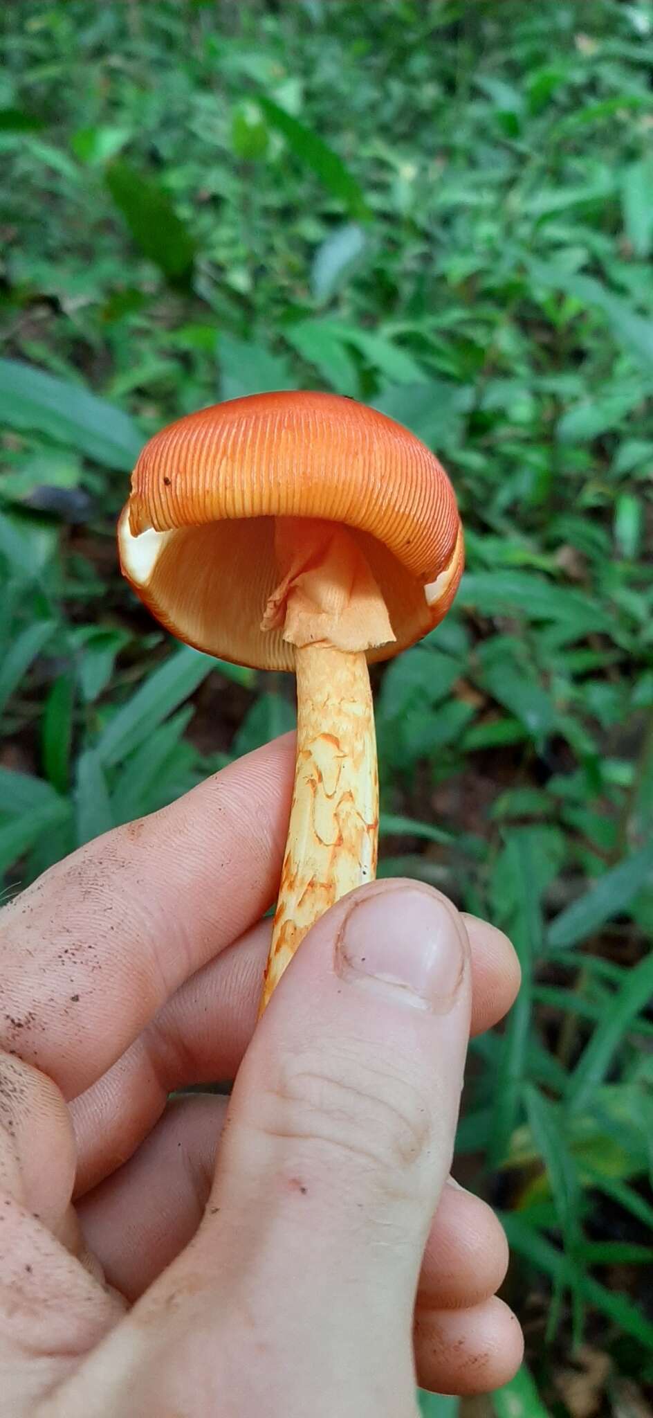 Image of Amanita hemibapha (Berk. & Broome) Sacc. 1887