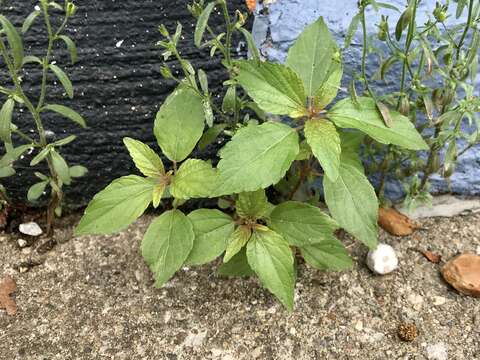 Imagem de Acalypha virginica L.