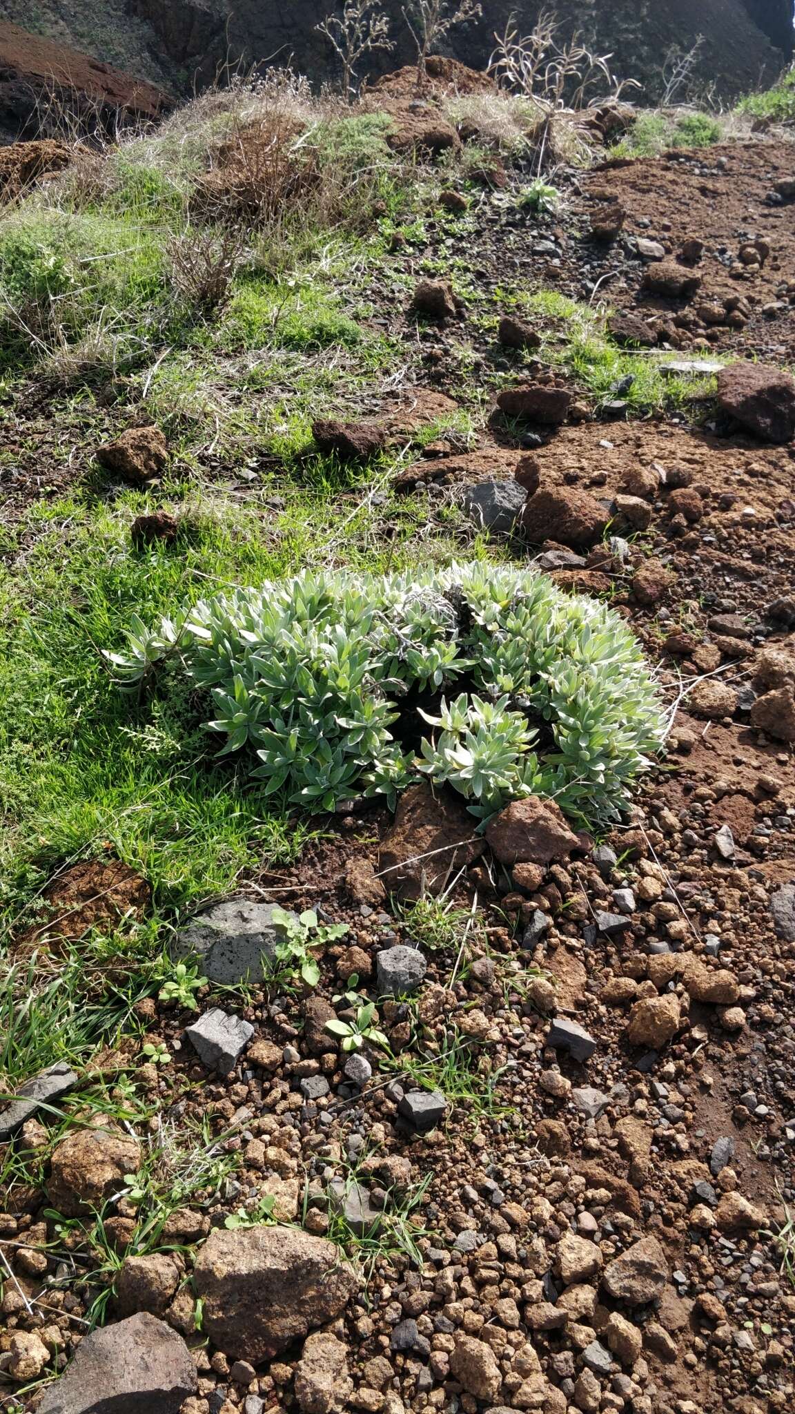 Image of Helichrysum devium J. Y. Johnson