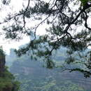 Image of Chinese Red Pine