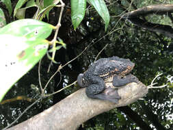 Image de Pseudobufo Tschudi 1838