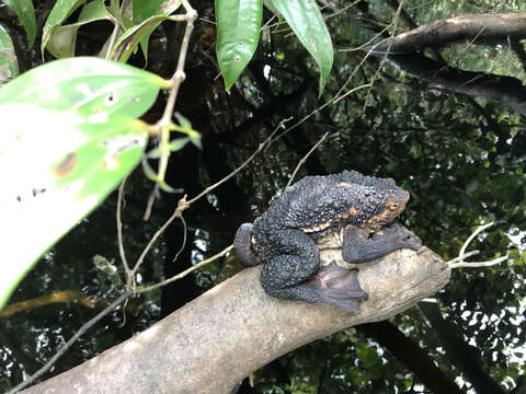 Plancia ëd Pseudobufo Tschudi 1838