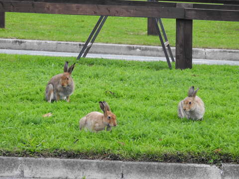 Image of Lepus timidus hibernicus Bell 1837