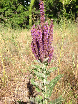 Image of leadplant