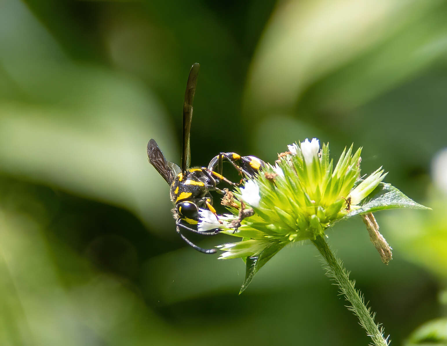 Phimenes flavopictus timorensis (Vecht 1959)的圖片