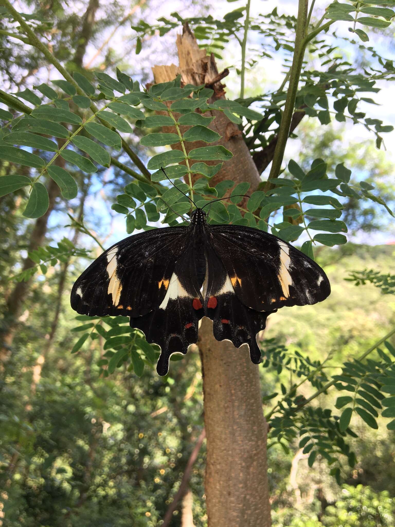 Imagem de Papilio amynthor Boisduval 1859