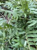 Image of Polypodium interjectum Shivas