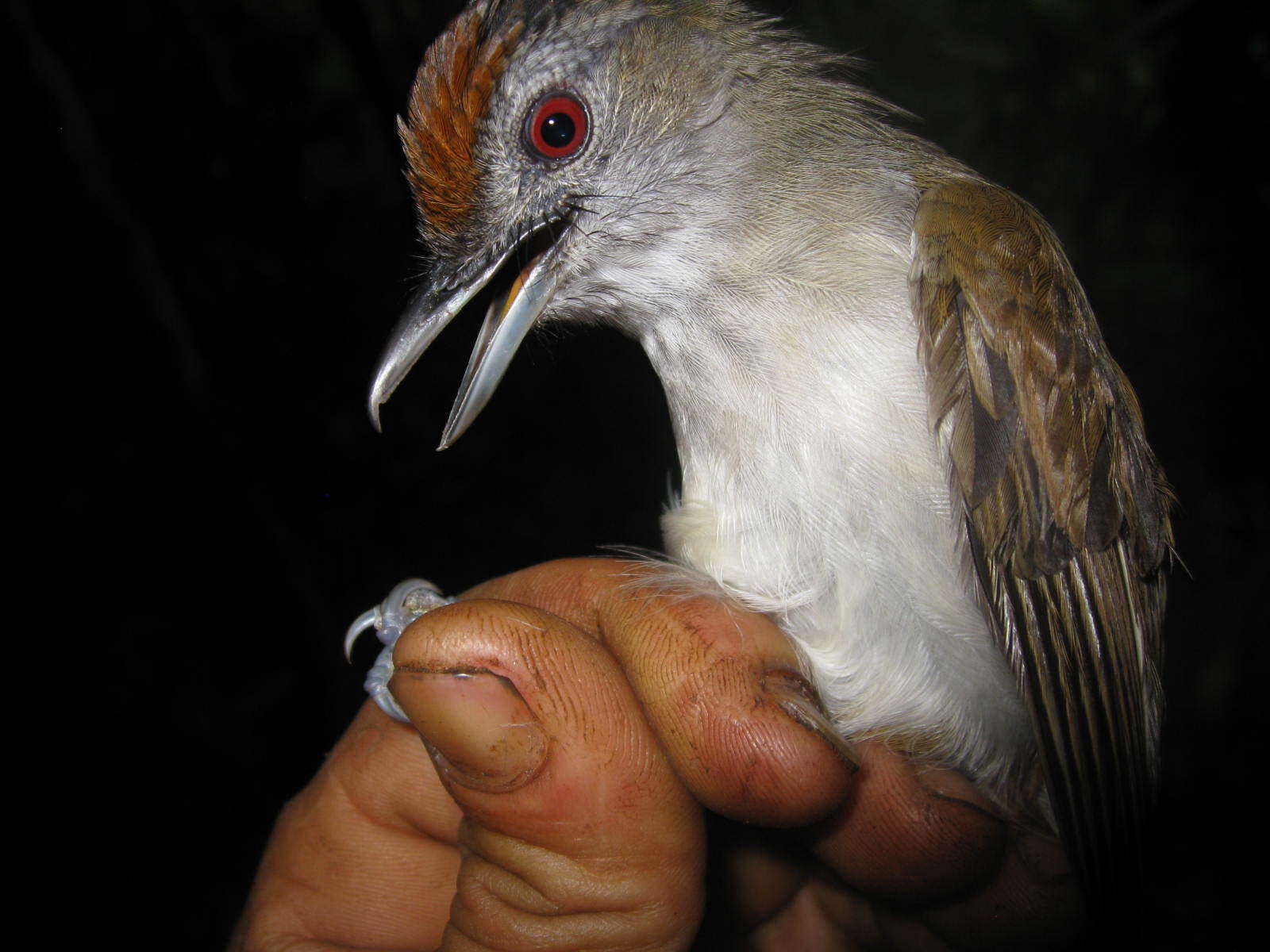 Image of Rufous-crowned Babbler