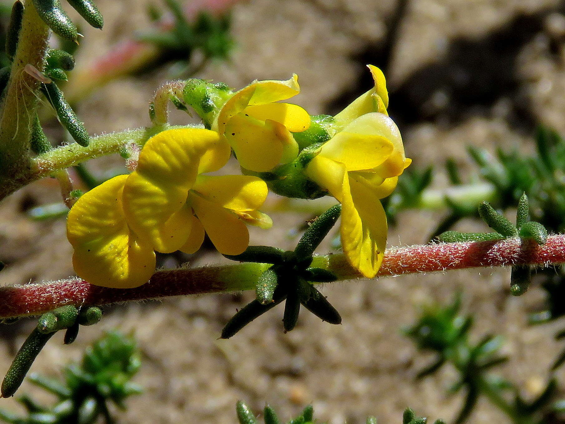 Image of Aspalathus divaricata subsp. divaricata