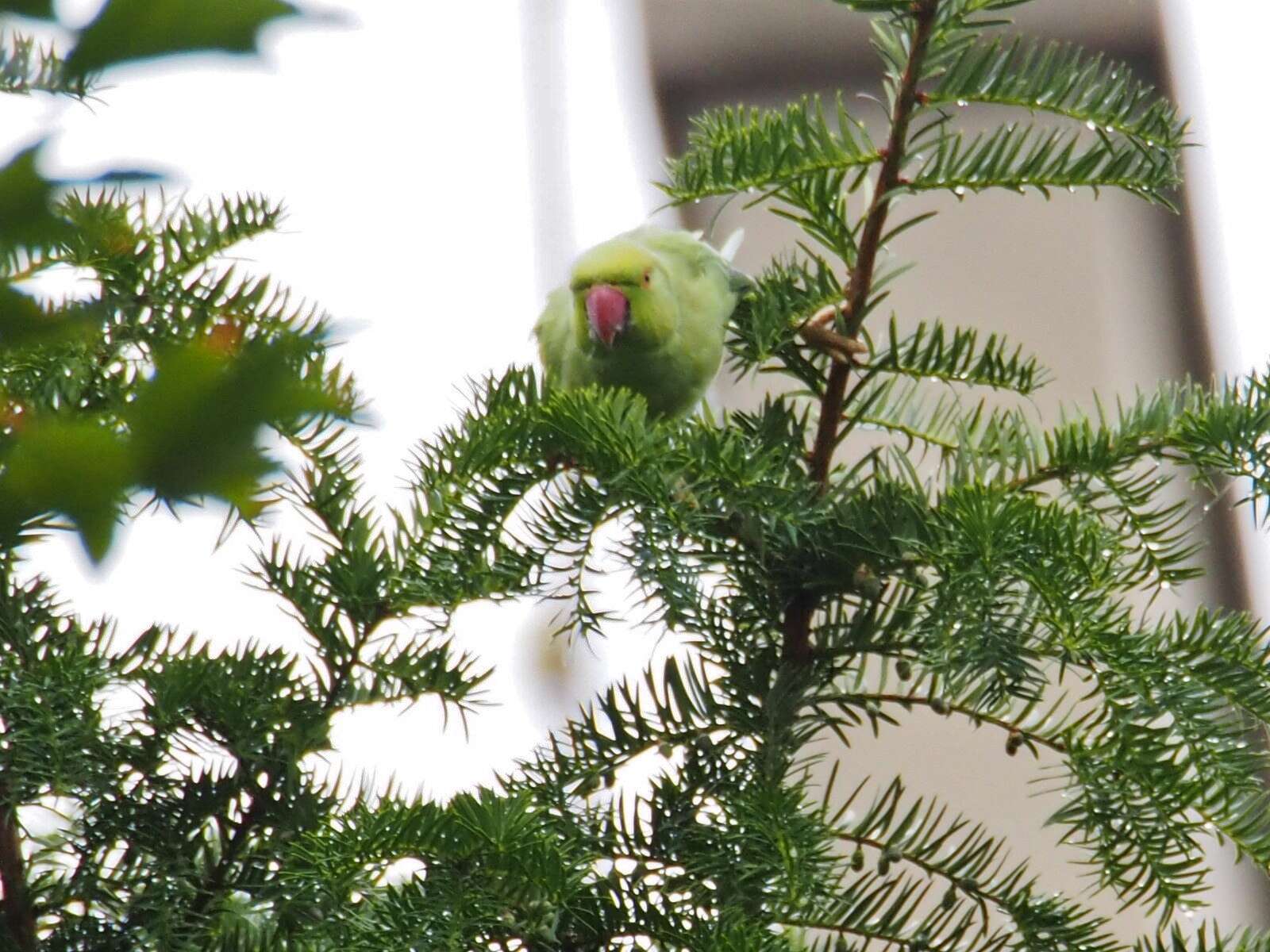 Image of Ring-necked Parakeet