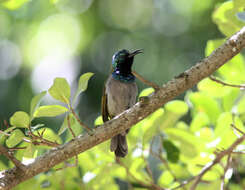 Image of Green-headed Sunbird